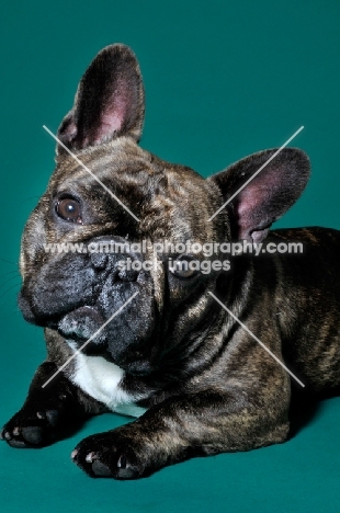 French Bulldog looking at camera on green background
