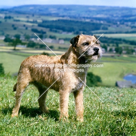 ch wharfholm blue moon  border terrier standing in the hillside