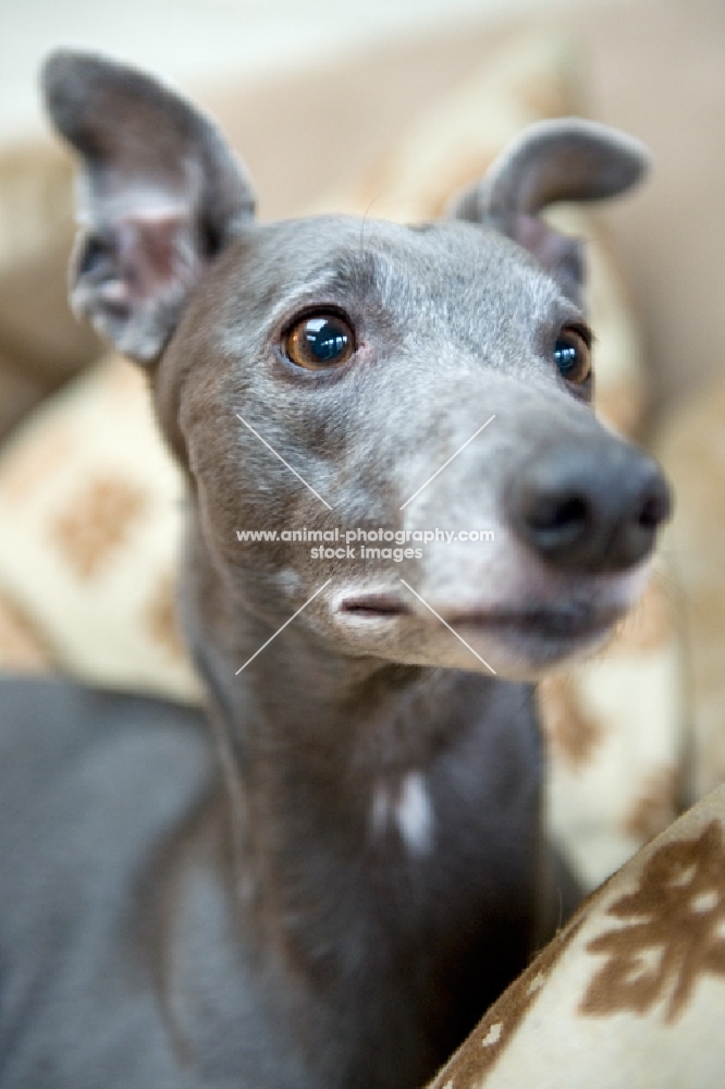 Whippet looking alert