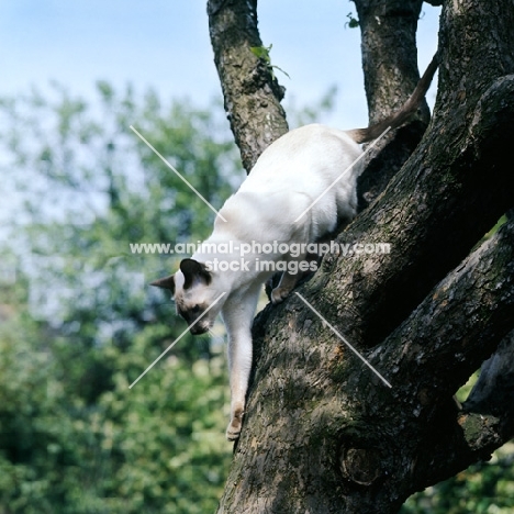 champion chocolate point siamese cat