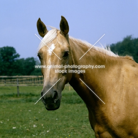 palomino mare head study