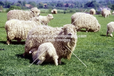 grey face dartmoor ewes and lambs in a flock