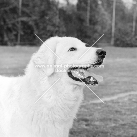 hungarian kuvasz, portrait