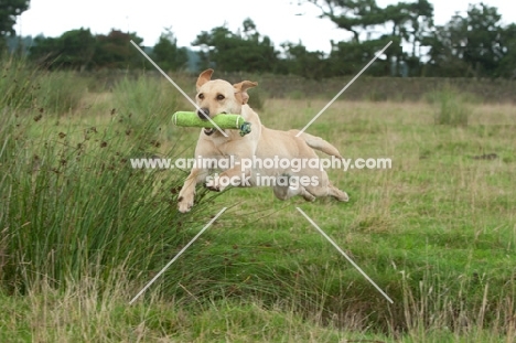 Retrieving Labrador