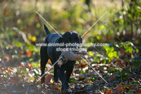 black labrador retriever retrieving game in a forest