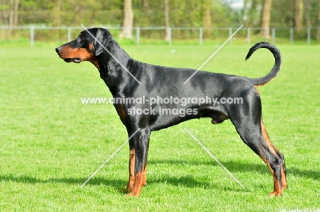 undocked black and tan dobermann