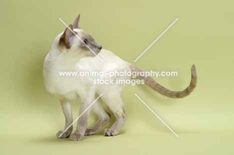 lilac point Siamese cat standing on green background, looking away