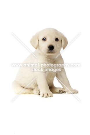 Golden Labrador Puppy isolated on a white background
