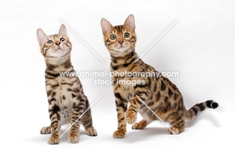 young Bengal cat, walking