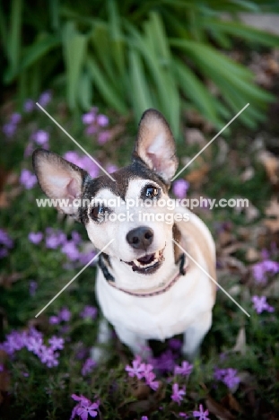 jack russell mix smiling in flowers