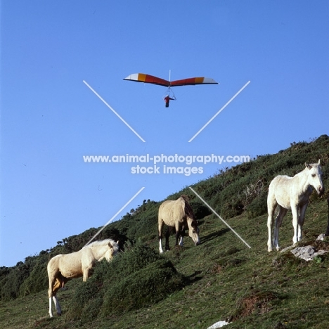 welsh mountain ponies at rhosilli, gower peninsula with a hang glider