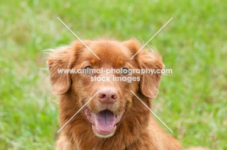 Nova Scotia Duck Tolling Retriever 