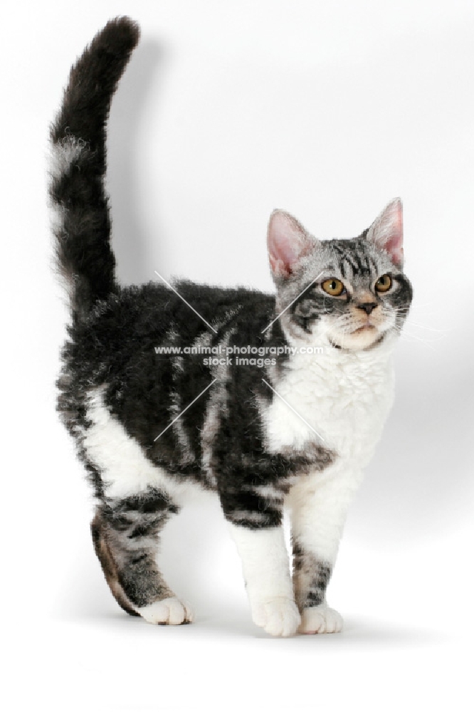 American Wirehair cat, Silver Classic Tabby & White coloured, tail up