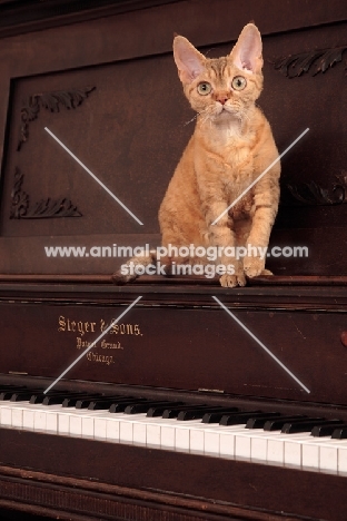 Devon Rex on piano