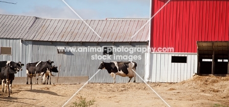 Friesian cows at farm