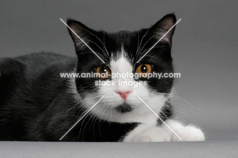 black and white Manx cat looking at camera