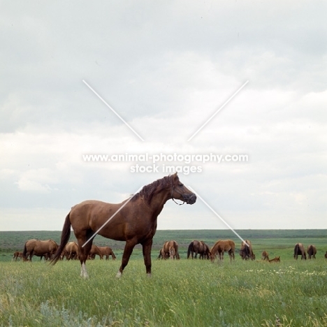 Don stallion in a taboon on the Steppes, Russia