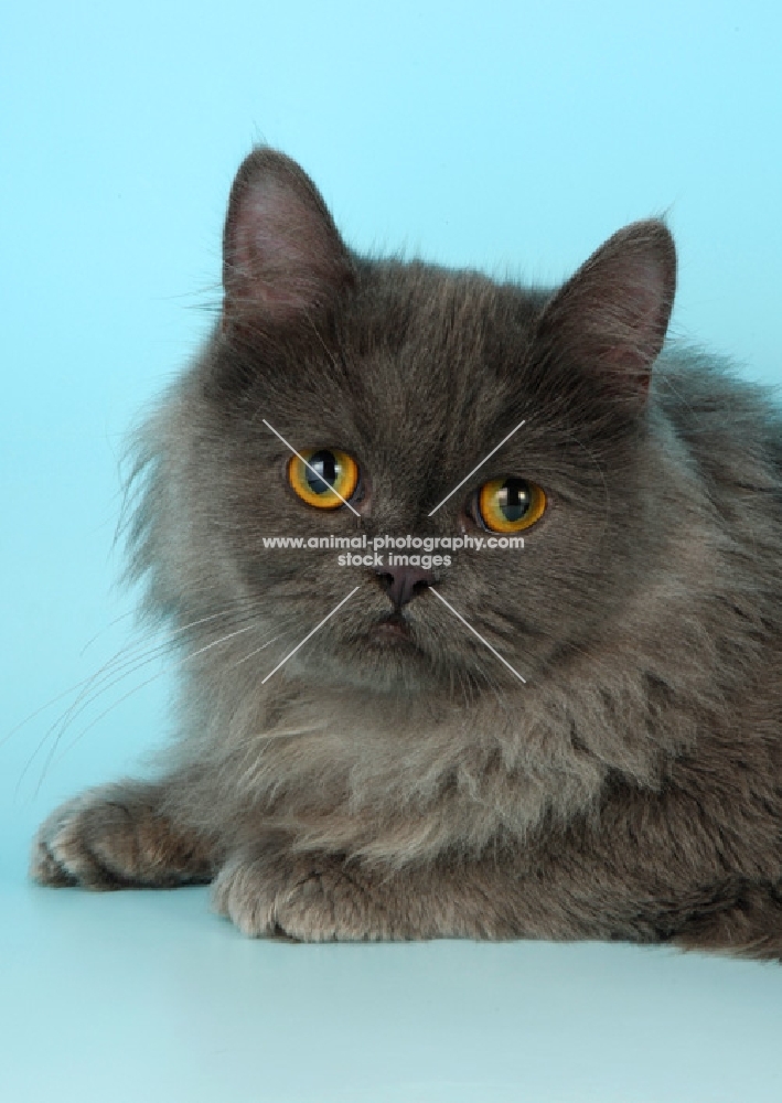 blue non pedigree cat, longhaired