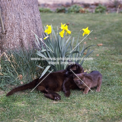 brown burmese cat and kitten in garden next to daffodils