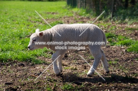 Texel lamb