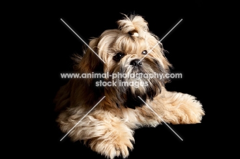 shih tzu on black background