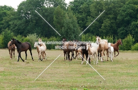 herd of Kinsky horses trotting in field