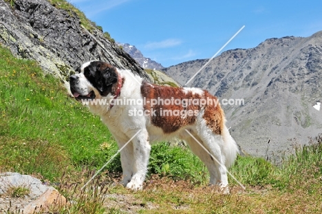 Saint Bernard dog in Swiss Alps (near St, Bernard Pass)