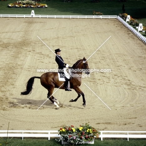 dressage at goodwood, dr. reiner klimke, riding ahlerich, winner olympic gold 1984 and 1988, pirouette at canter

