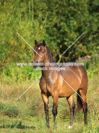 Welsh Cob (section d) amongst greenery