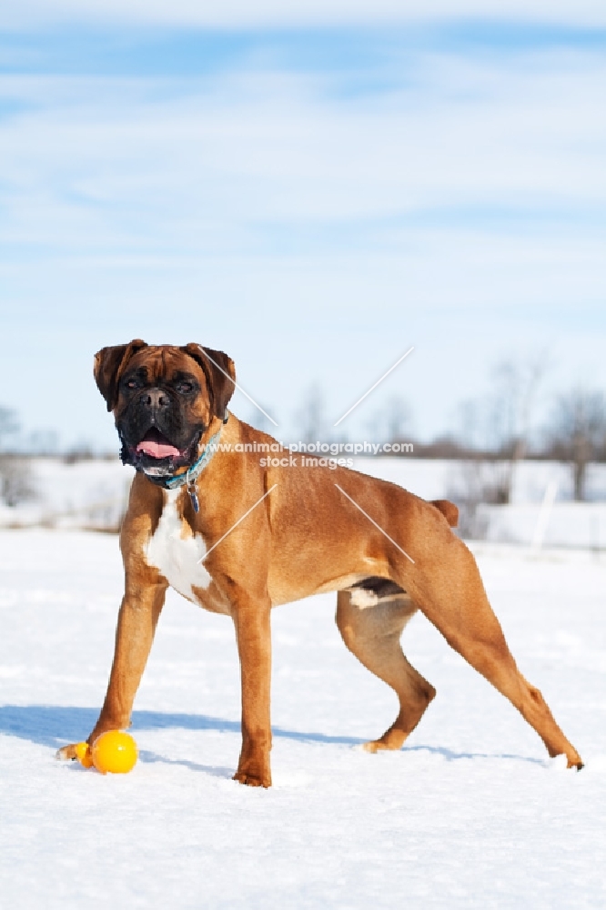 Boxer standing in snowy field with toy