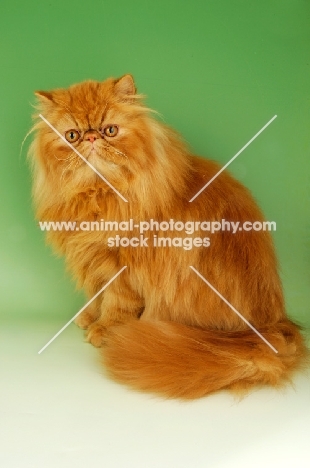 red Persian sitting down