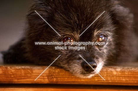 close up of black pomeranian cross looking at camera