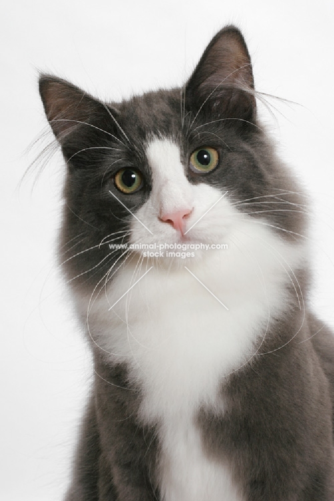 male Norwegian Forest cat, blue smoke & white, portrait