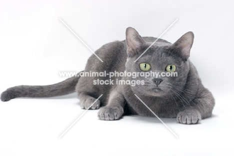 blue Korat cat lying on white background, looking at camera