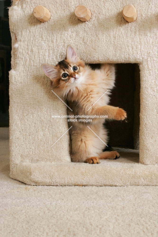 somali kitten in cat house