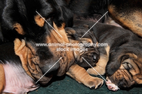 Bloodhound and her puppies