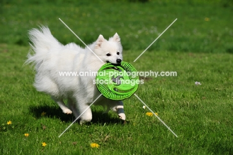 Japanese Spitz with frisbee