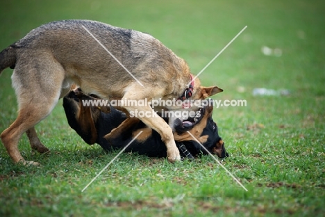 czechoslovakian wolfdog cross biting the neck of a dobermann cross while playing fight in a field of grass