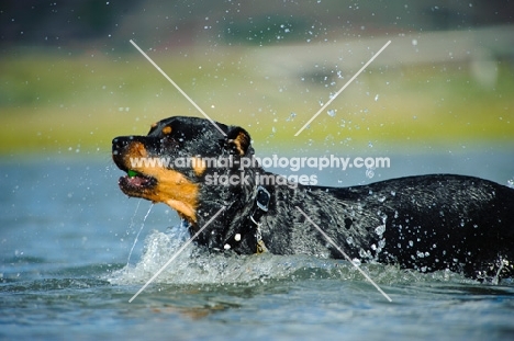 Rottweiler running in water