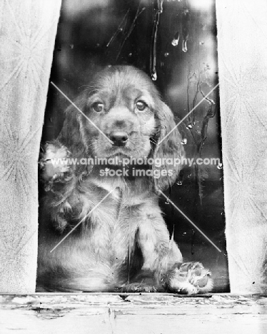cute Cocker Spaniel puppy behind window