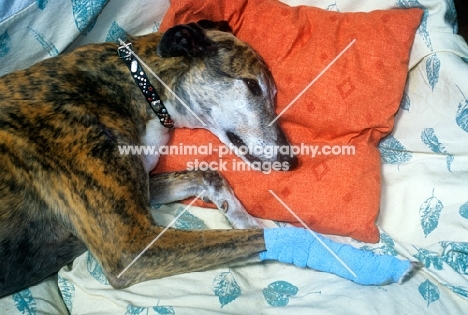 greyhound bandaged after  leg injury