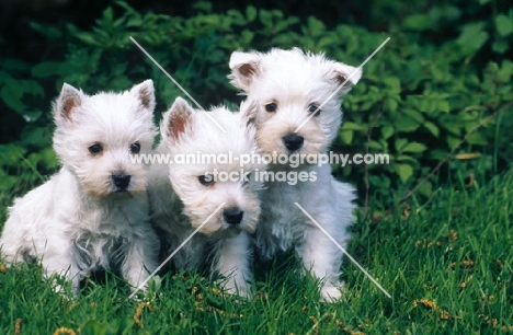 three west highland white terrier puppies