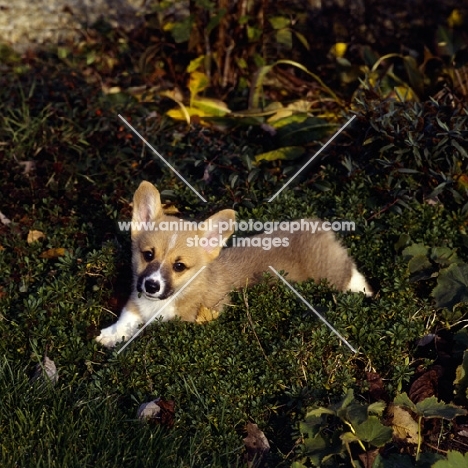 pembroke corgi puppy lying in shrubbery