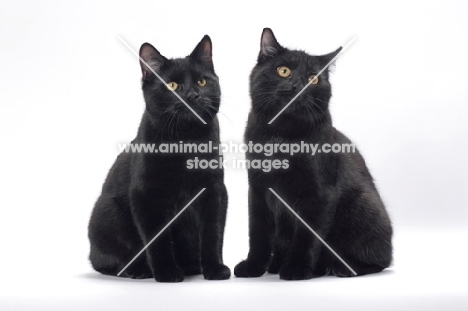two black Manx cats sitting on white background