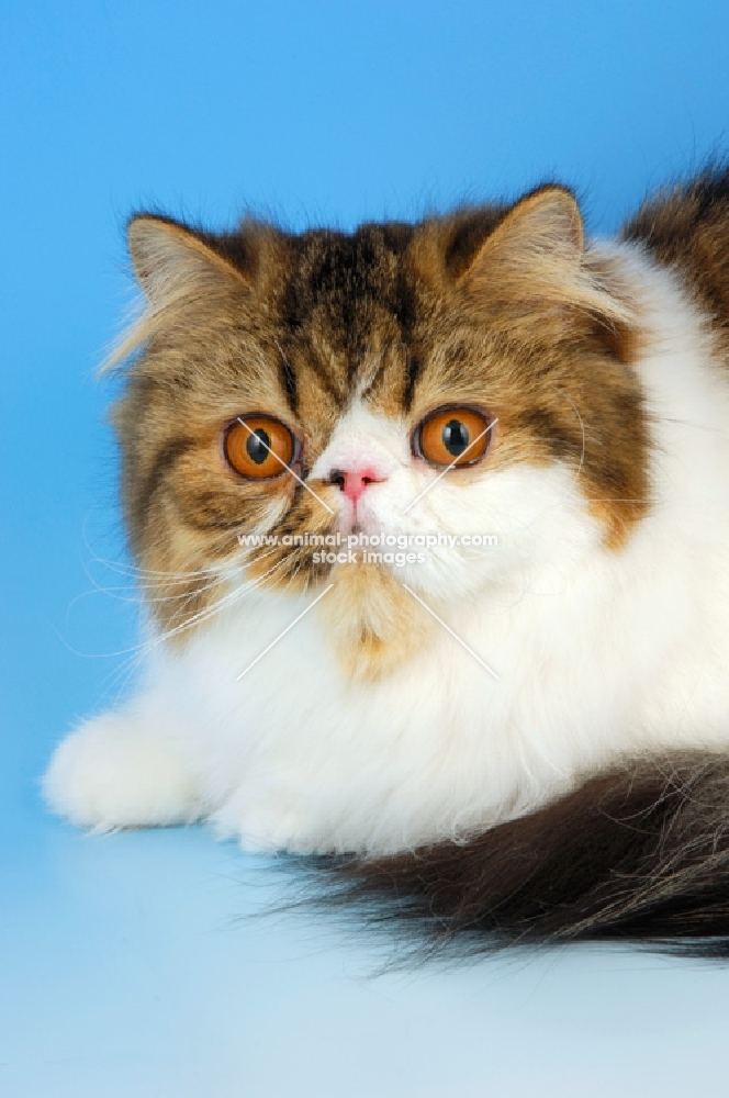 brown tabby and white persian cat, portrait