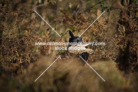 black labrador retriever retrieving pheasant during a hunt in the woods