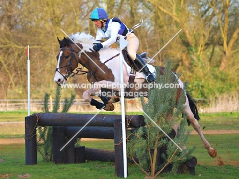 Skewbald horse jumping