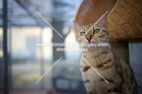 seal sepia bengal cat sitting