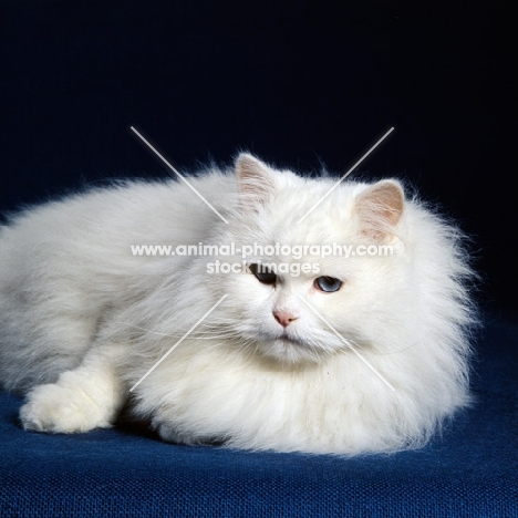 blue eyed white long hair cat 