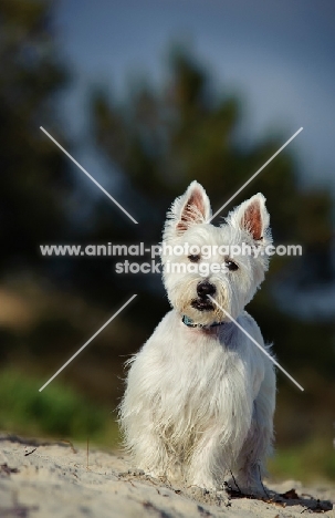 West Highland White Terrier